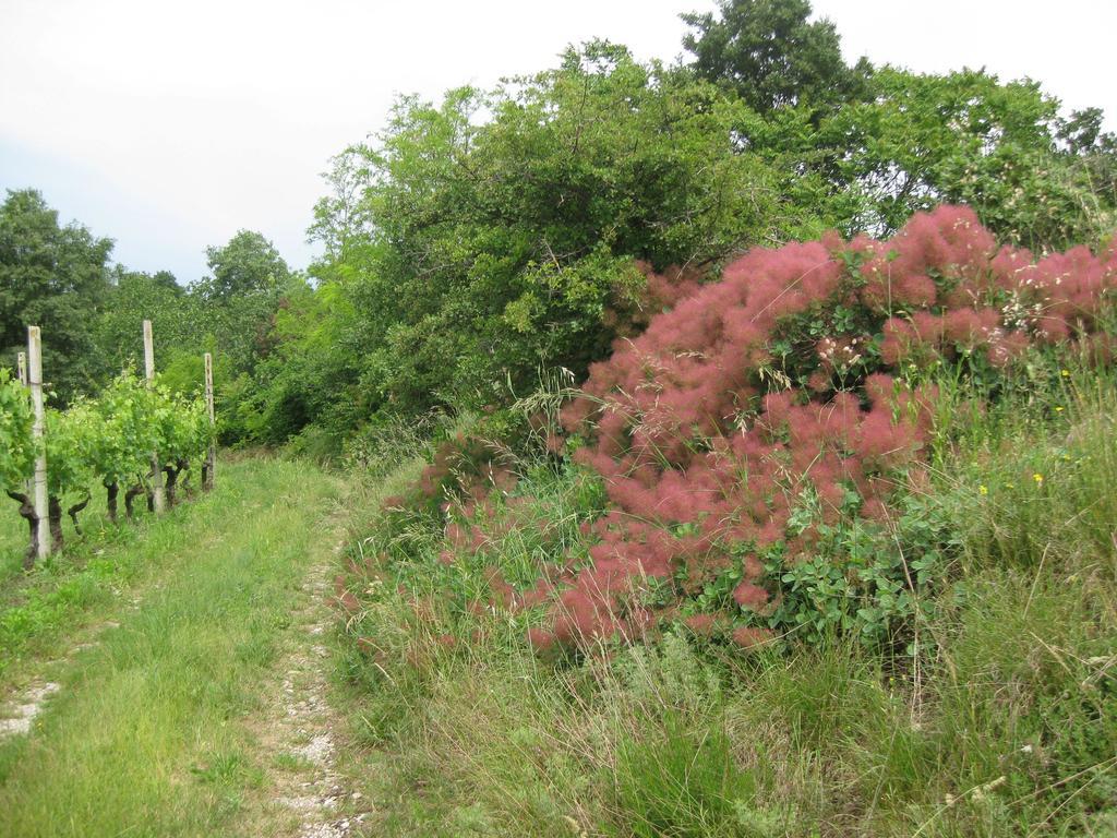 Agriturismo Campagnoletto Cavriana Kültér fotó