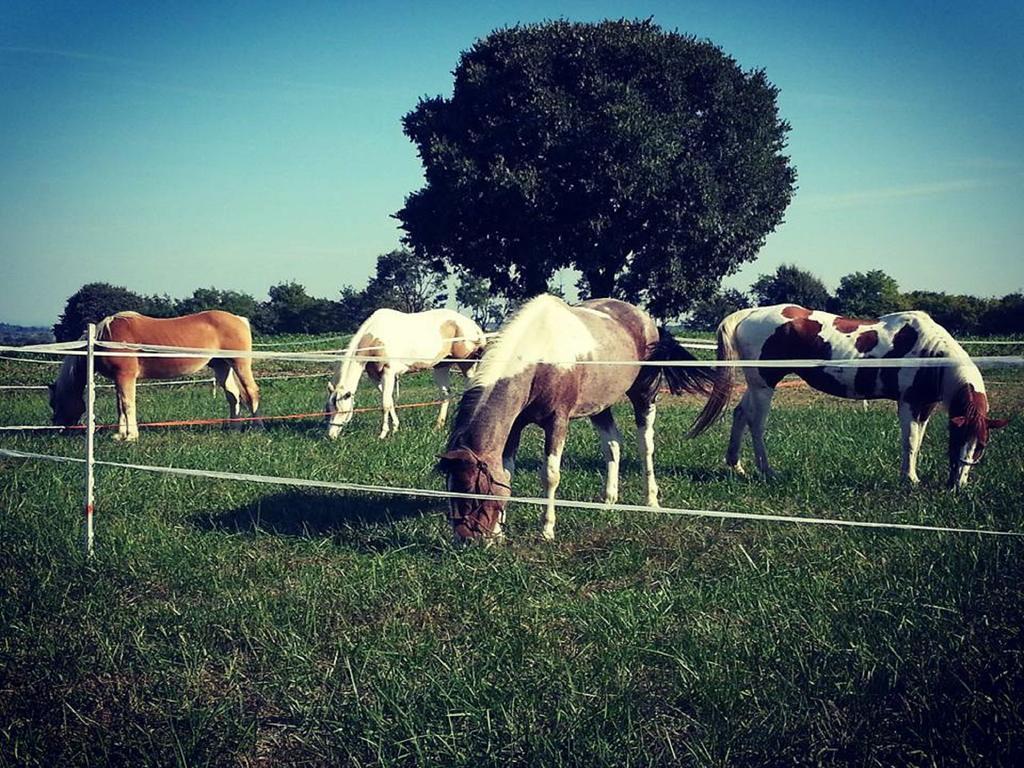 Agriturismo Campagnoletto Cavriana Kültér fotó